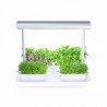 Microgreens by Leaf Learn Mini - 4 plants per pack