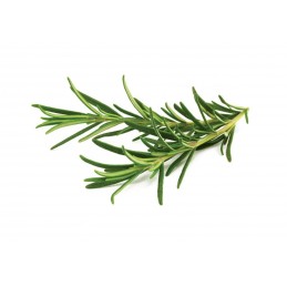 Click and Grow Rosemary